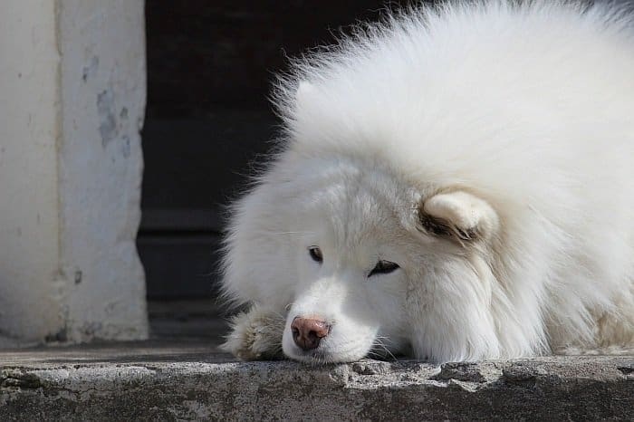 dog bloat 4 dog bloat 4