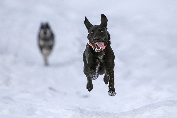 dogs with hip dysplasia 4 dogs with hip dysplasia 4