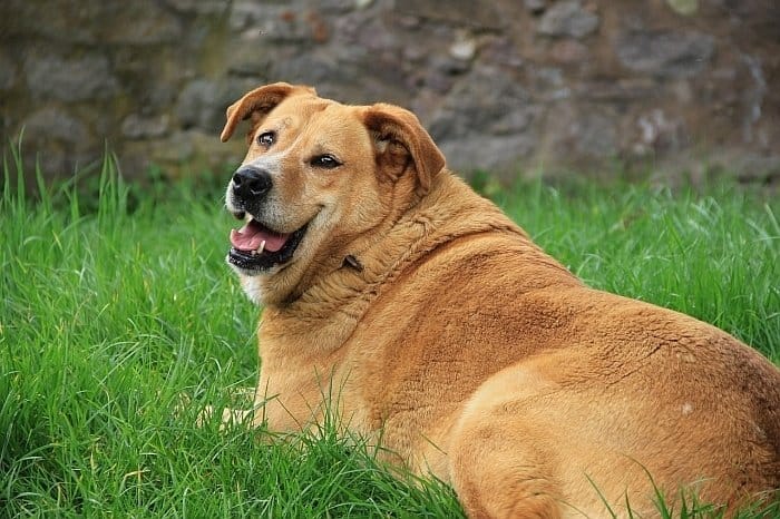 hip dysplasia in dogs 3 hip dysplasia in dogs 3