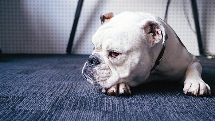 hip dysplasia in dogs 4 hip dysplasia in dogs 4