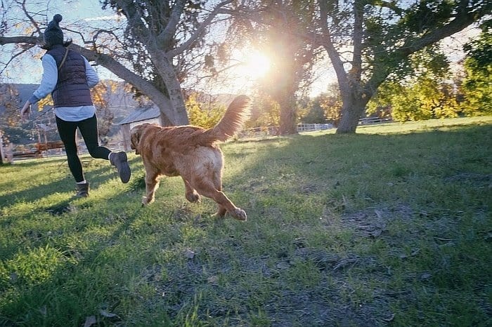 treating hip dysplasia in dogs treating hip dysplasia in dogs