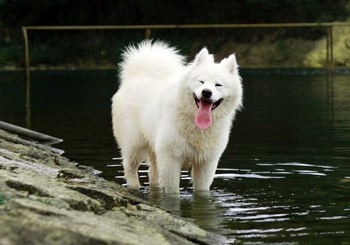 17 Big White Dogs You Can T Help But Love Canine Weekly   Best Big White Dogs 1 