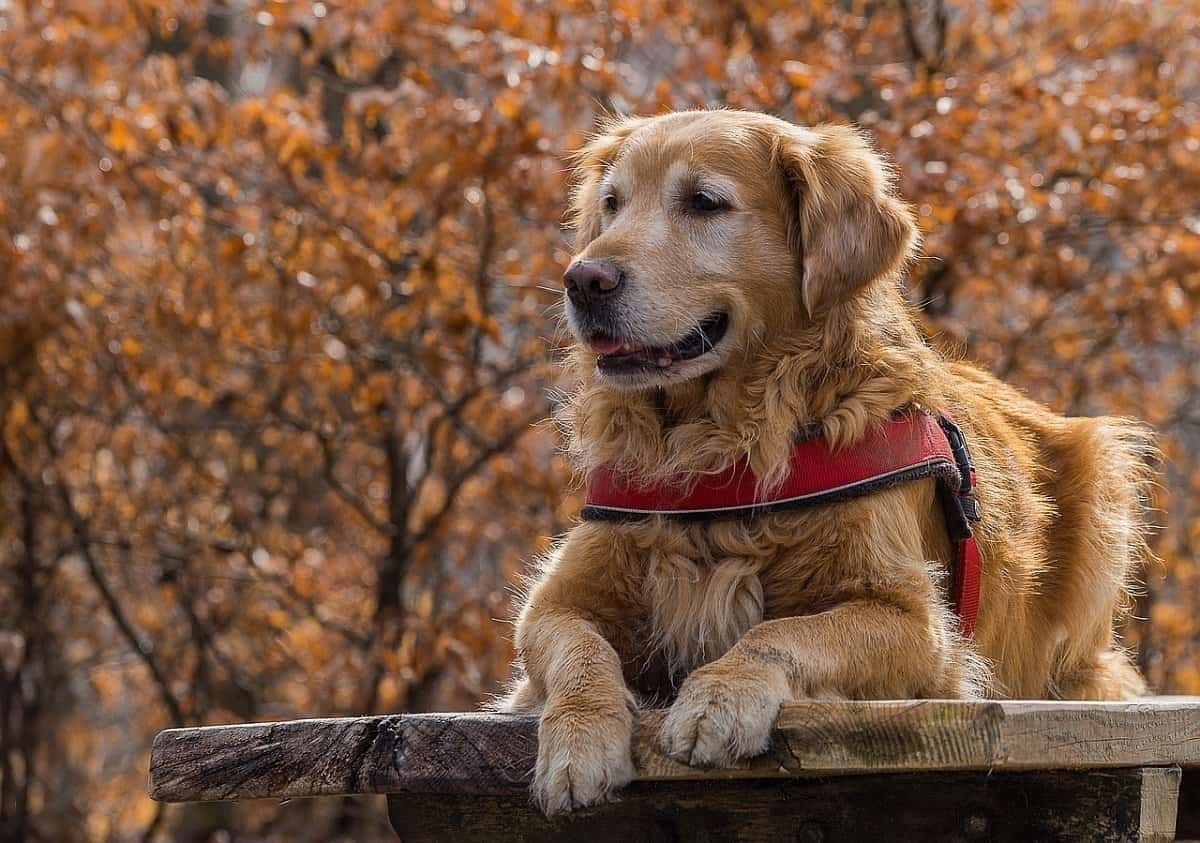 best family dogs large