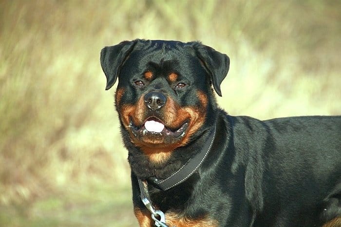 5 Best And Worst Large Dogs For Apartments Canine Weekly Best Large Dogs For Apartments 1