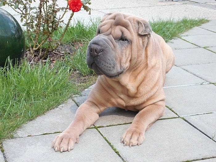 5 Best And Worst Large Dogs For Apartments Canine Weekly Best Large Dogs For Apartments