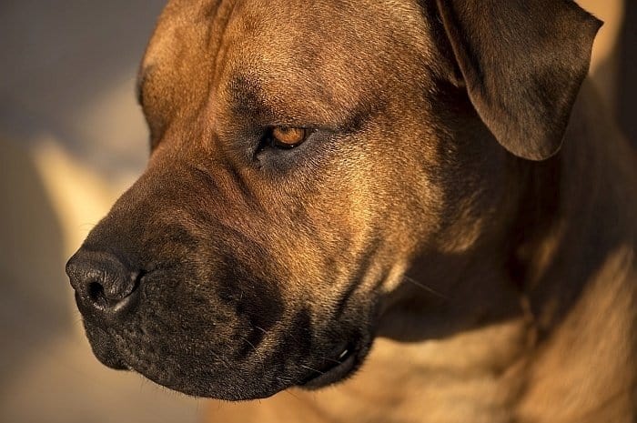 5 Best And Worst Large Dogs For Apartments Canine Weekly Best Apartment Dogs