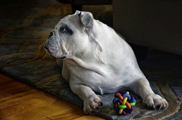 5 Best And Worst Large Dogs For Apartments Canine Weekly Best Large Dogs For Apartments 13