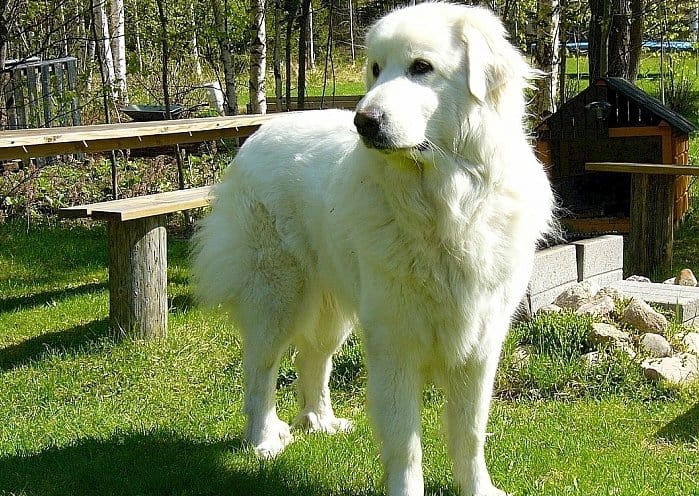 5 Best And Worst Large Dogs For Apartments Canine Weekly Best Large Dogs For Apartments 4