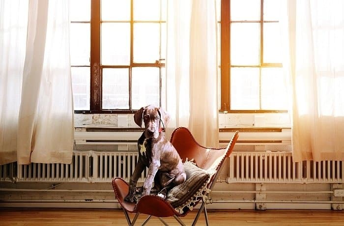5 Best (and Worst!) Large Dogs for Apartments | Canine Weekly