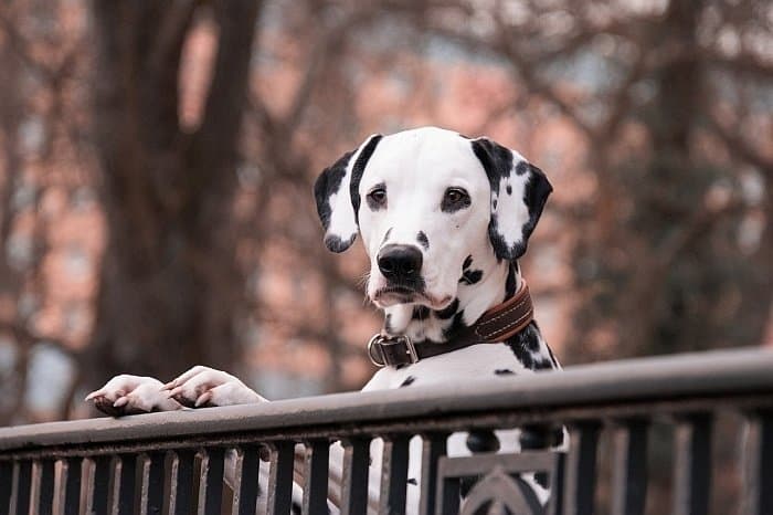 natural calming remedies for dogs natural calming remedies for dogs