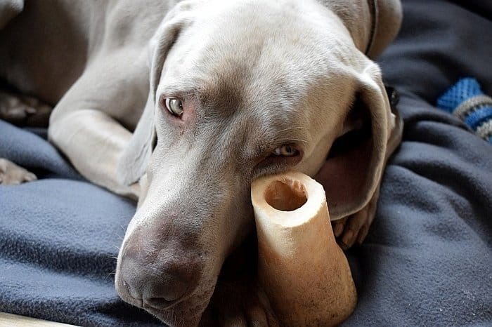 natural anxiety solution for dogs natural anxiety solution for dogs