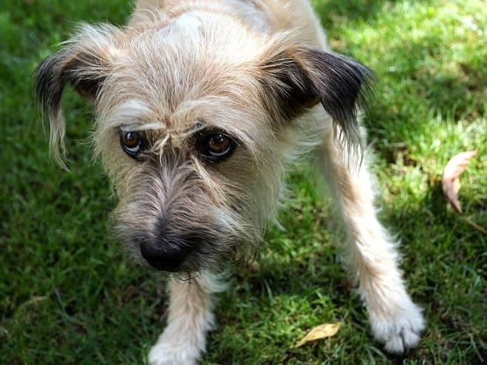 home based anxiety remedy for dogs home based anxiety remedy for dogs