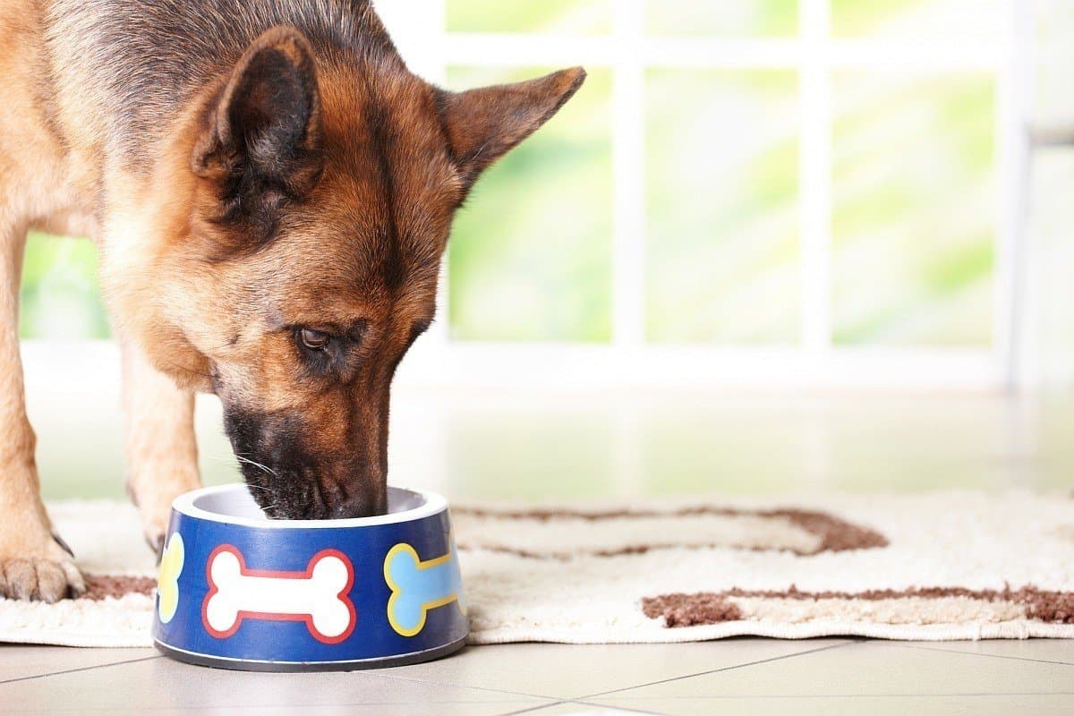 best dog food to stop diarrhea