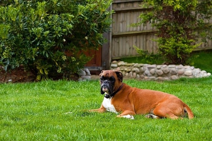 dog foods for sensitive stomachs 2 dog foods for sensitive stomachs 2