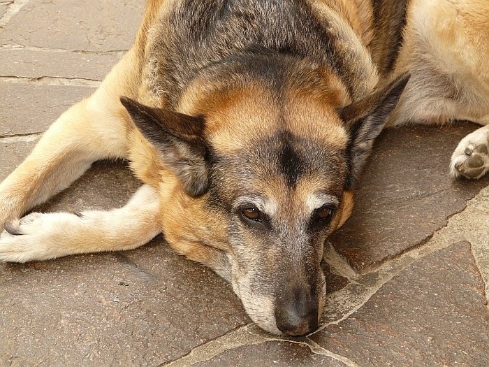 dog foods for sensitive stomachs 3 dog foods for sensitive stomachs 3