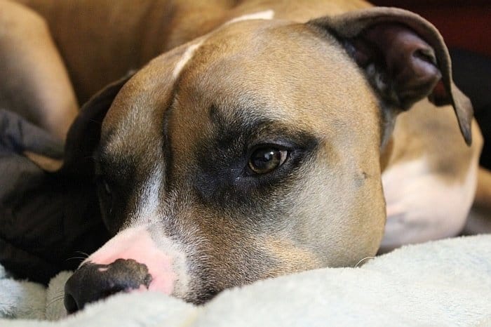dog foods for sensitive stomachs 4 dog foods for sensitive stomachs 4