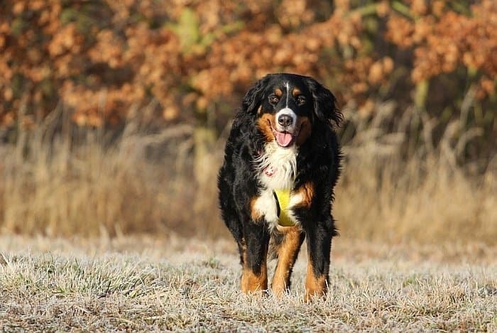 dog foods for sensitive stomachs 5 dog foods for sensitive stomachs 5