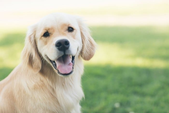 food allergies in dogs 10 food allergies in dogs 10
