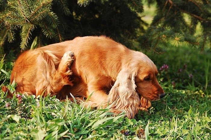 food allergies in dogs 3 food allergies in dogs 3