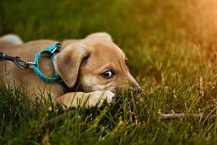 food allergies in dogs 4 food allergies in dogs 4