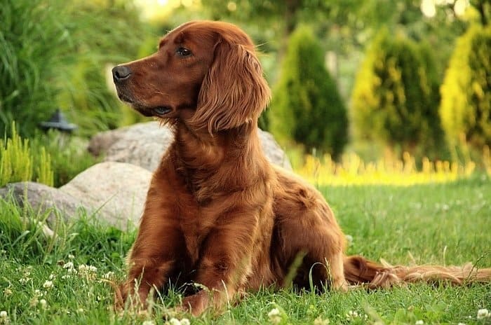 food allergies in dogs 5 food allergies in dogs 5