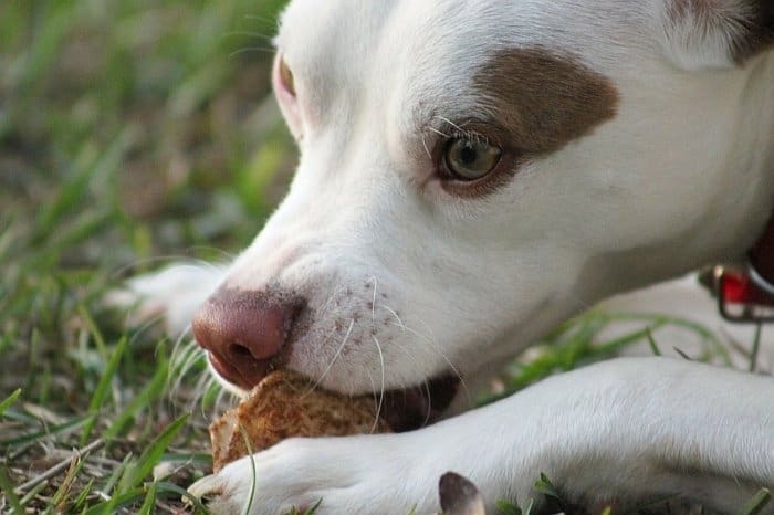 food allergies in dogs 8 food allergies in dogs 8