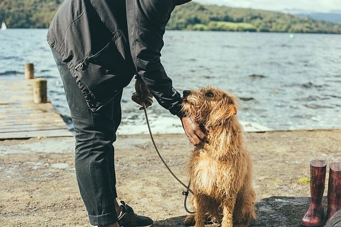 food allergies in dogs 9 food allergies in dogs 9
