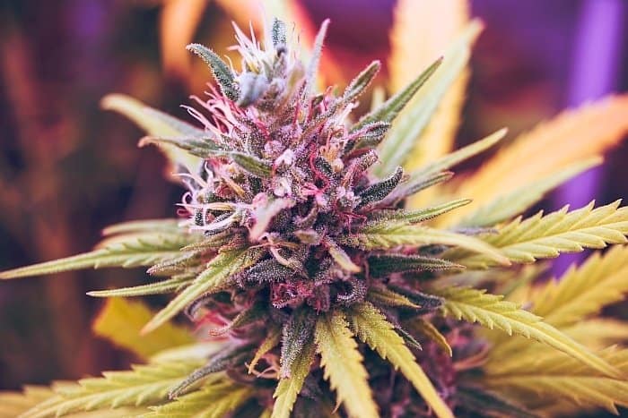 CBD oil for dogs 11 CBD oil for dogs 11