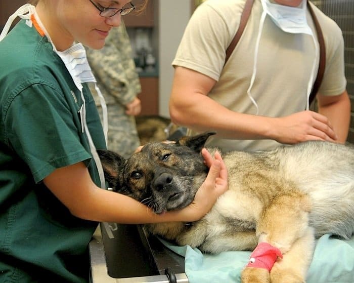 CBD oil for dogs 2 CBD oil for dogs 2