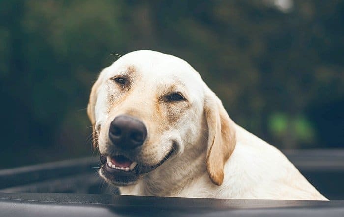 CBD oil for dogs 4 CBD oil for dogs 4