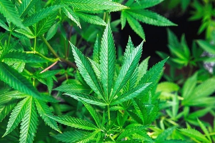 CBD oil for dogs 6 CBD oil for dogs 6