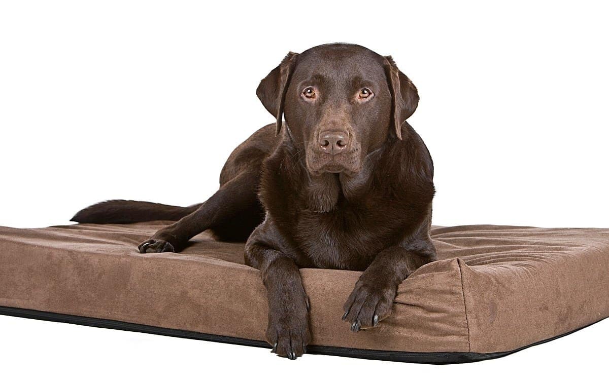 cheap large dog beds on sale