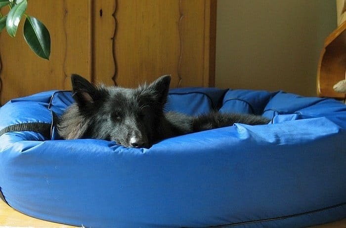 beds for large dogs 2 beds for large dogs 2