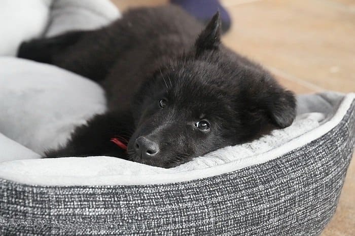 beds for large dogs 3 beds for large dogs 3