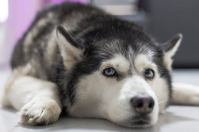 beds for big dogs beds for big dogs