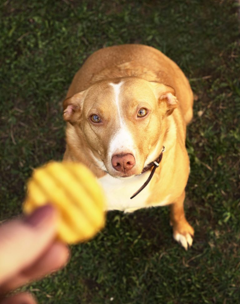 Begcommand For Dogs 28 Ultimate Dog Training Commands List (Common to Advanced!)