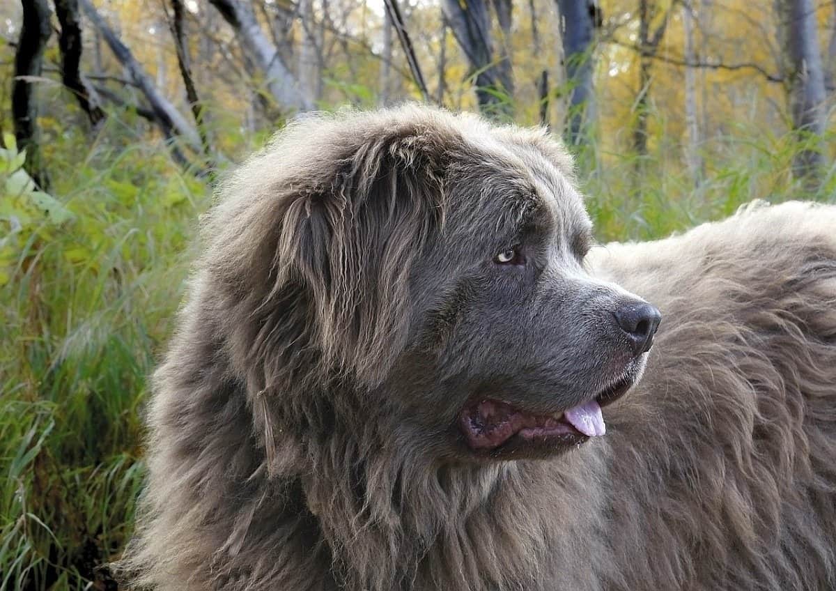 best extra large dog breeds 10