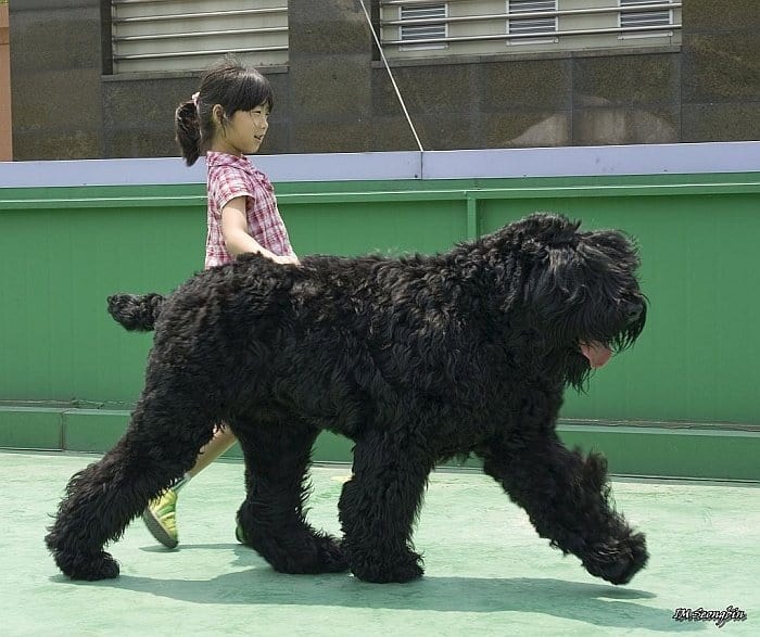 x large breed dogs