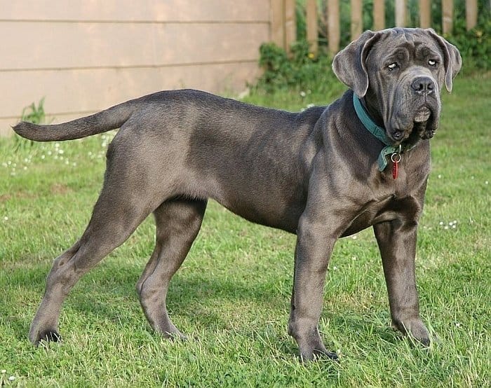 x large breed dogs