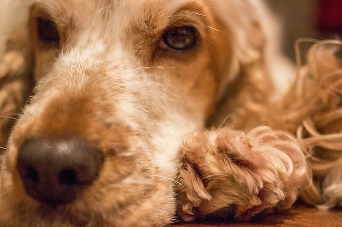 diarrhea in dogs 3 diarrhea in dogs 3