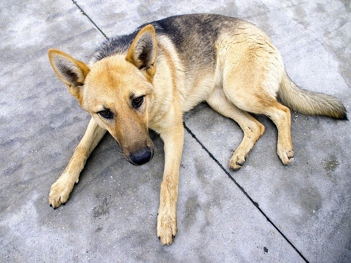 diarrhea in dogs 5 diarrhea in dogs 5