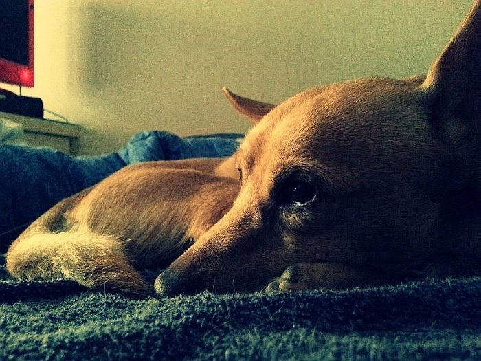 diarrhea in dogs 6 diarrhea in dogs 6