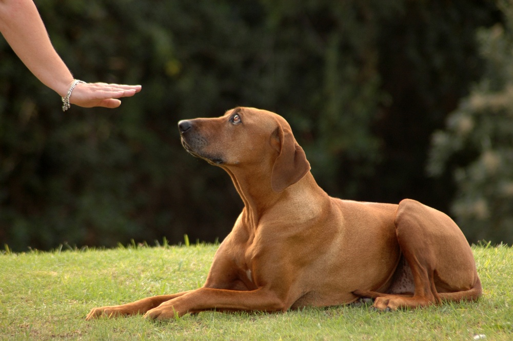 Ultimate Dog Training Commands List to Advanced!)