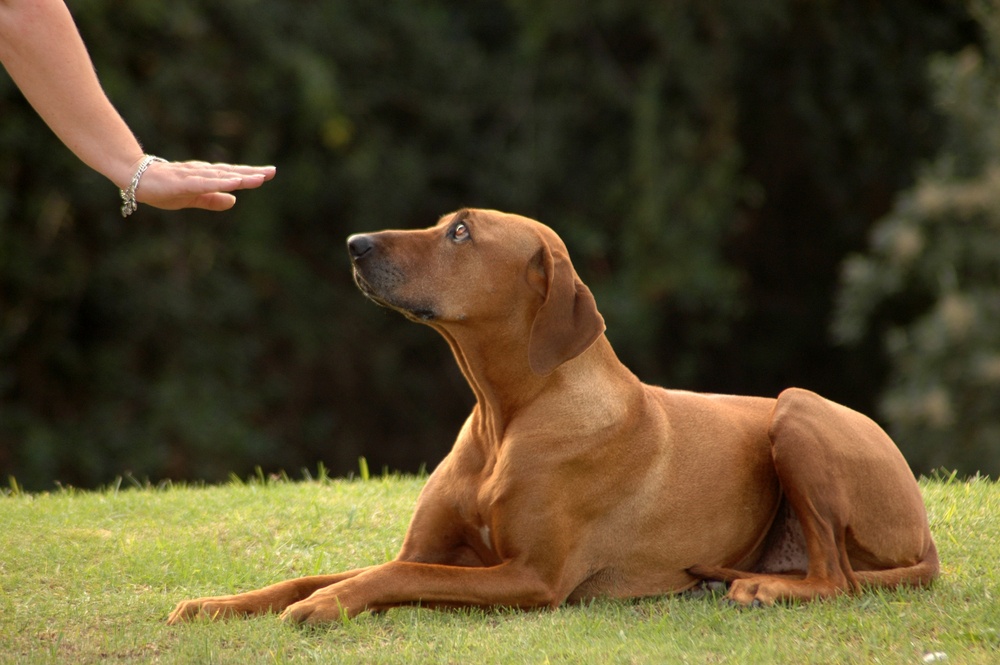 common dog training hand signals