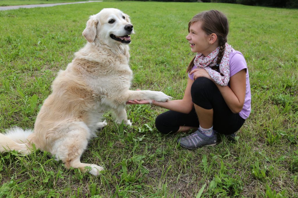 shake dog command