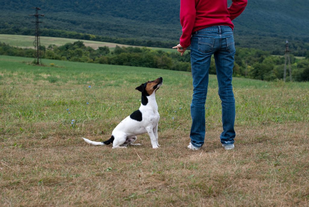 sit dog command