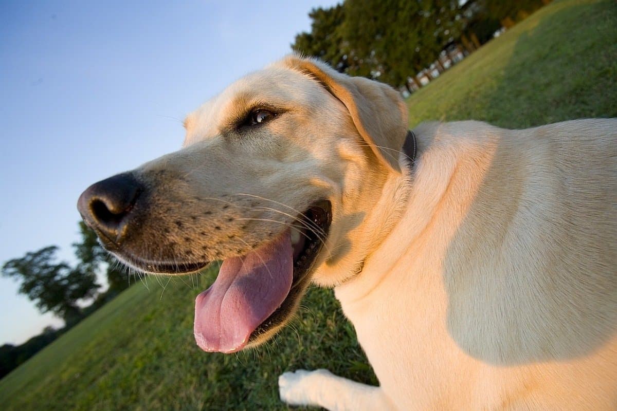 9 Best Dog Food for Labs in 2023: Reviews and Buying Guide