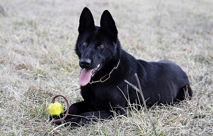 Black Big Fluffy Dog