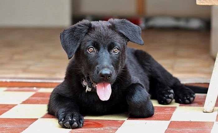 Black German Shepherd Puppy 2