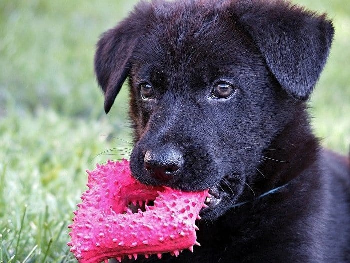 Buy Black German Shepherd Puppies For Sale In England UK